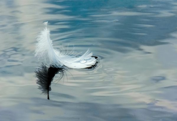 feather on water 3666883 1920